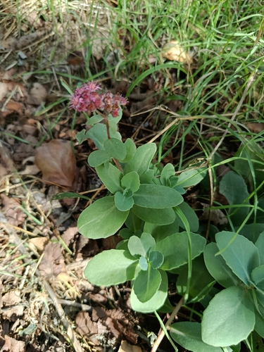 Orpine