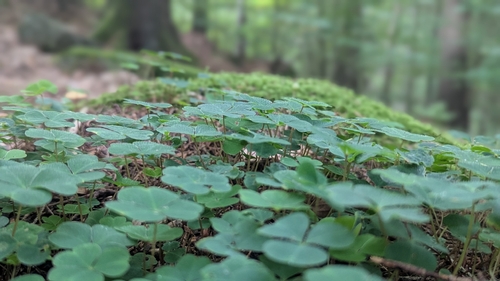 European wood-sorrel
