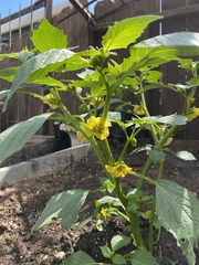 Physalis philadelphica
