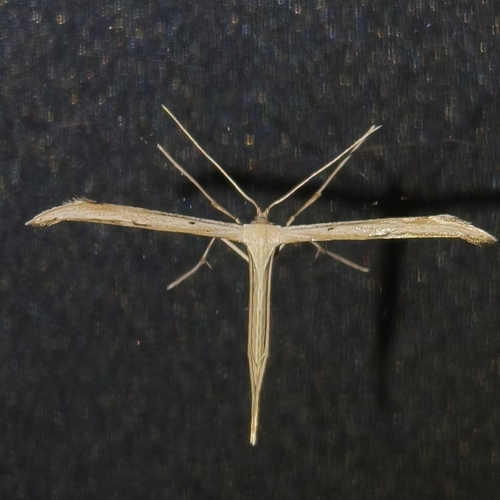 Morning-glory Plume Moth