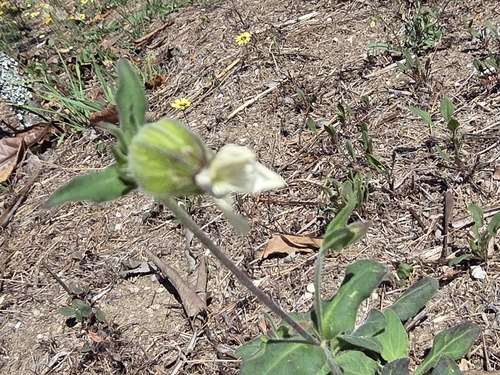 white campion