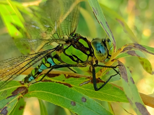 Southern Hawker
