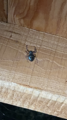 Walnut Orbweaver