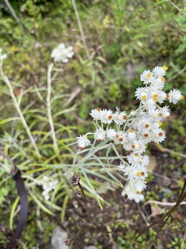 pearly everlasting