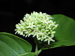 Forsteronia umbellata