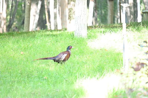Kirghiz pheasant