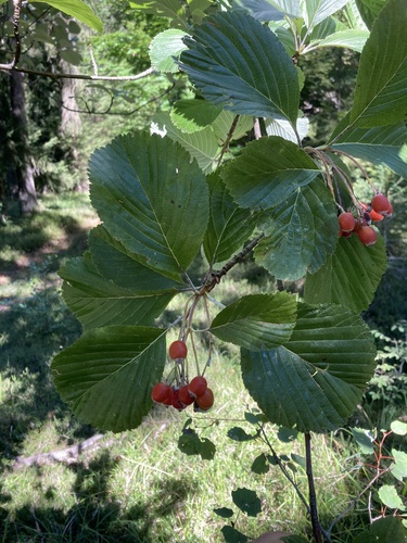 Whitebeam