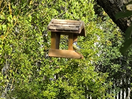 Eurasian Blue Tit
