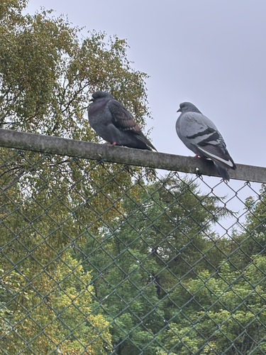 Feral Pigeon