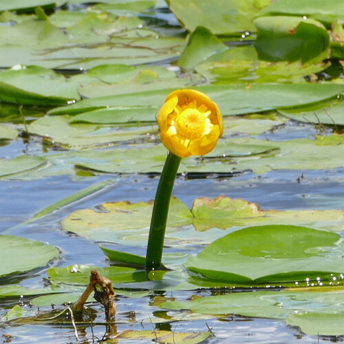 Nuphar lutea, photograph 6
