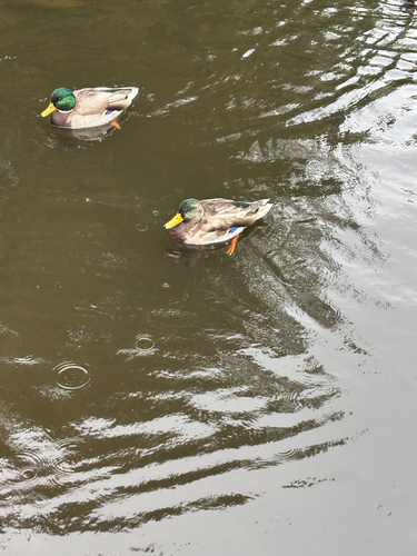 Mallard
