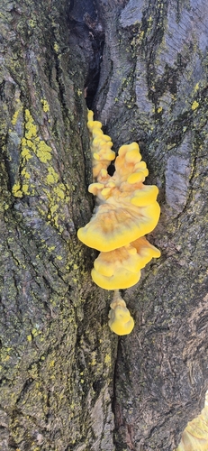 chicken of the woods
