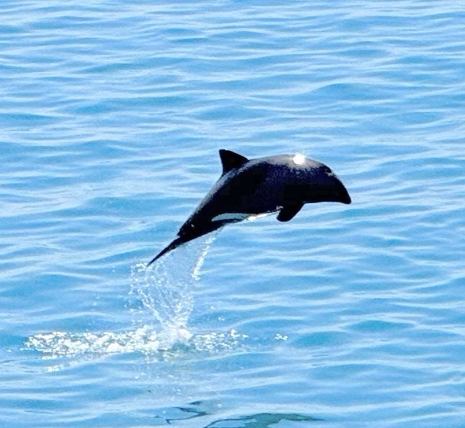 Heaviside's dolphin in mid-leap above calm blue water, dark back with a pale patch on the side