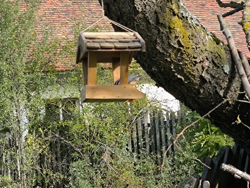 Eurasian Nuthatch