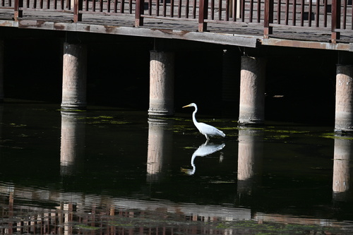Great Egret