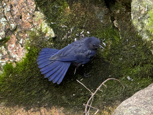 Blue Whistling-Thrush
