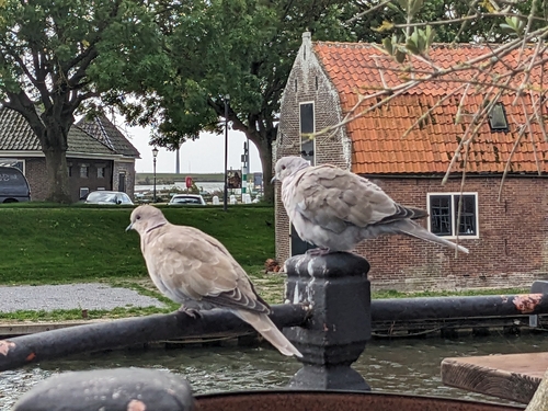 Eurasian Collared-Dove