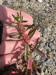 Rotala ramosior, photograph (c) Anne Parker, some rights reserved (CC BY)