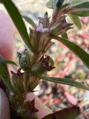 Rotala ramosior, photograph 4