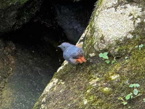 Plumbeous Water Redstart