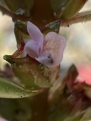 Rotala ramosior, photograph (c) Anne Parker, some rights reserved (CC BY)