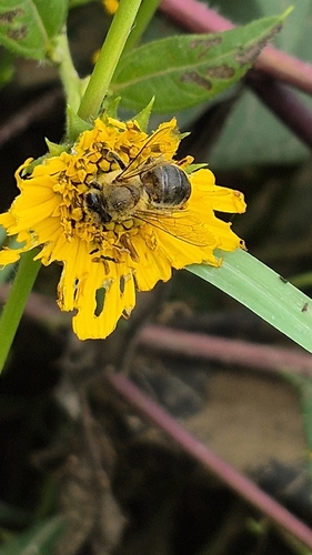 Western Honey Bee