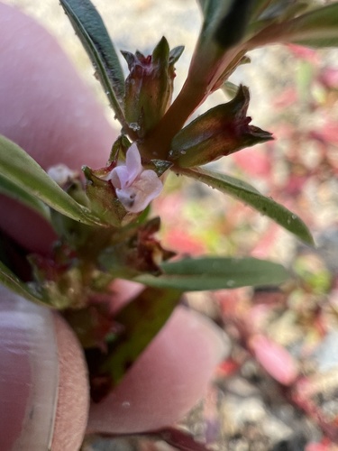 Rotala ramosior, photograph 6
