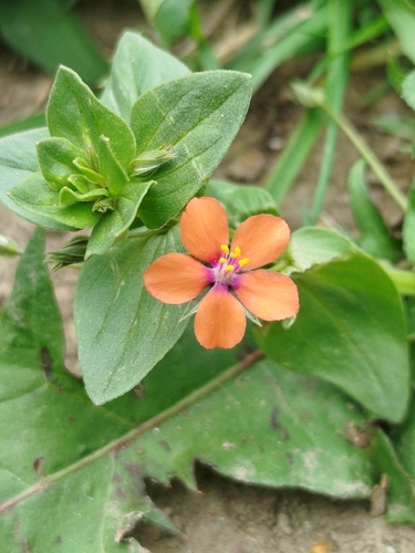 scarlet pimpernel