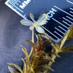 (c) Anne Parker, some rights reserved (CC BY) Hydrilla verticillata, photograph (c) Anne Parker, some rights reserved (CC BY)