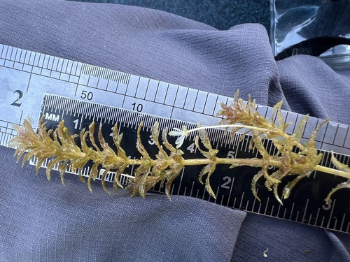 Hydrilla verticillata, photograph 2