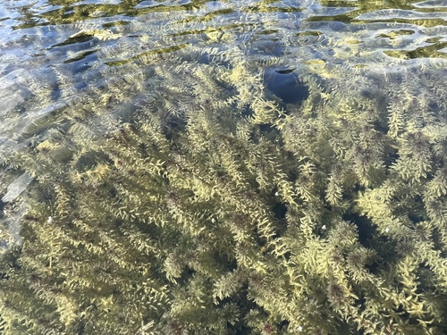 Hydrilla verticillata, photograph 3