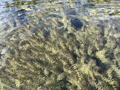 (c) Anne Parker, some rights reserved (CC BY) Hydrilla verticillata, photograph (c) Anne Parker, some rights reserved (CC BY)