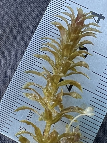 Hydrilla verticillata, photograph 6