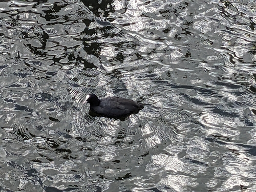 Eurasian Coot
