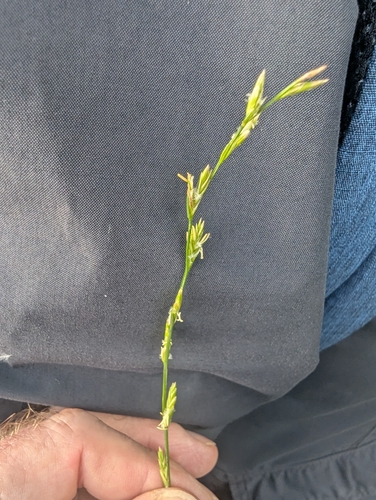 Lolium perenne, photograph 4