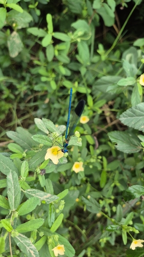 Banded Demoiselle