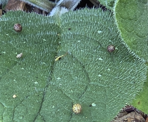 Oyster Gall Wasp
