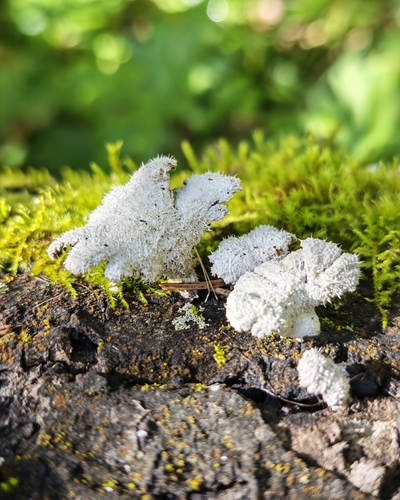 splitgill mushroom