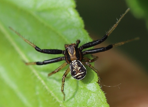 Xysticus cristatus