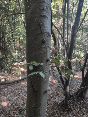 European beech