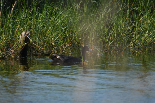 Eurasian Coot
