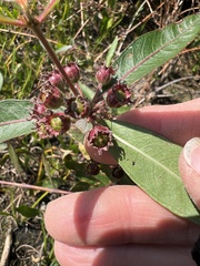 (c) Anne Parker, some rights reserved (CC BY) Decodon verticillatus, photograph (c) Anne Parker, some rights reserved (CC BY)