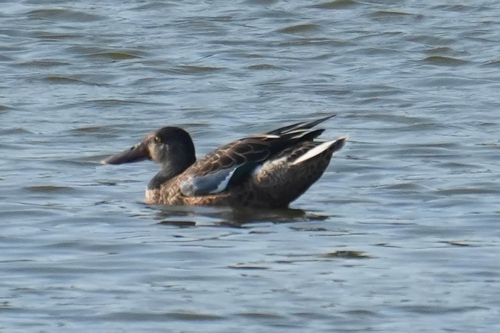 Northern Shoveler