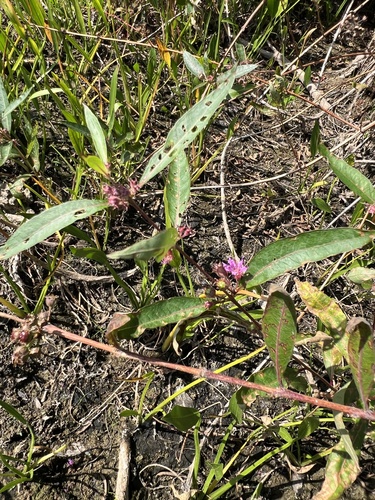 Decodon verticillatus, photograph 5