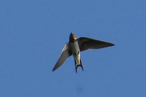 Barn Swallow