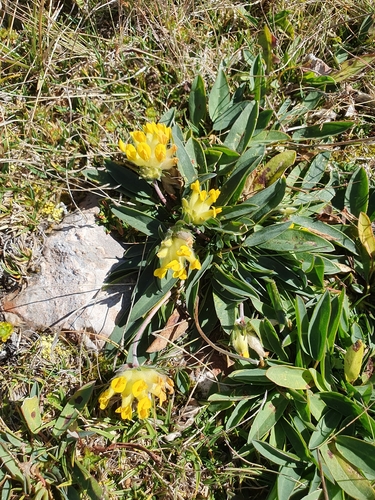 Common Kidney-Vetch