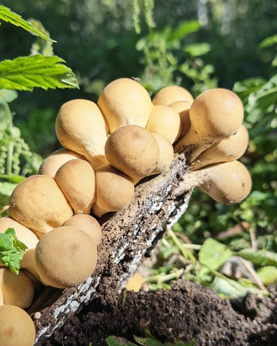 Pear-shaped Puffball