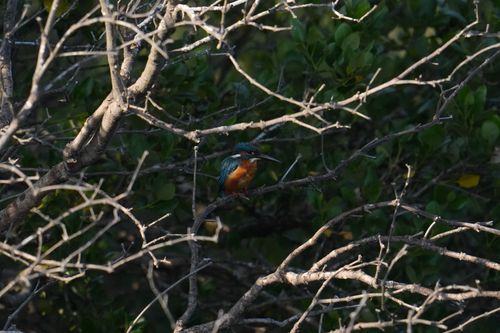 Common Kingfisher