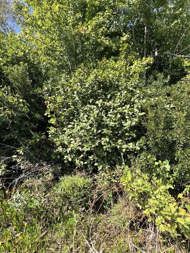 Alnus serrulata, photograph 6