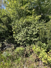 Alnus serrulata, photograph (c) Anne Parker, some rights reserved (CC BY)
